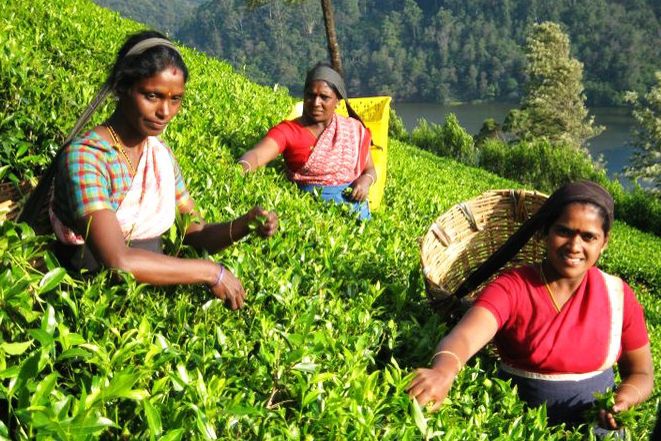 Sri Lanka – w herbacianym raju